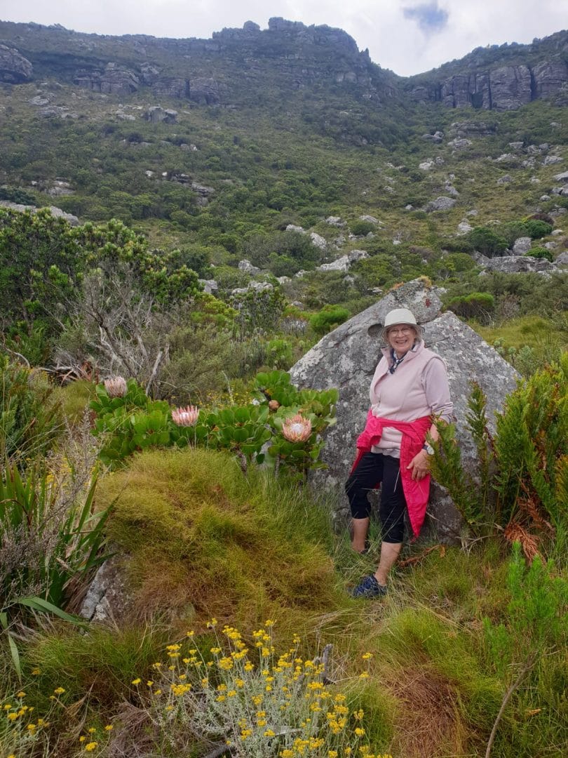 3 King Proteas on Table Mountain - Kasteelspoort